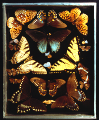 Butterflies in Peale box 1