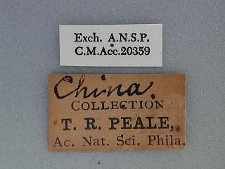 CMNH NONE label