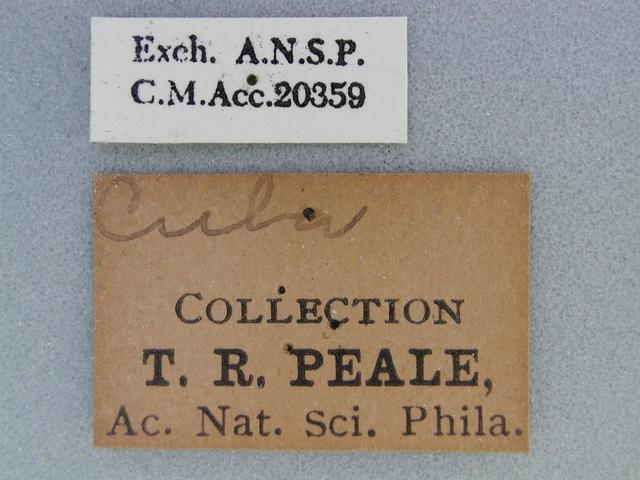 CMNH NONE label