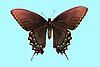 Box:1A Cork:4 Papilio glaucus (L.)