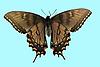 Box:1A Cork:5 Papilio glaucus (L.)