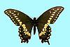 Box:1A Cork:13 Papilio polyxenes asterias Stoll