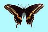 Box:1A Cork:14 Papilio polyxenes asterias Stoll