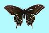Box:1A Cork:15 Papilio polyxenes asterias Stoll