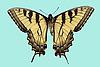 Box:1 Cork:12 Papilio glaucus (L.)