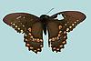Box:1 Cork:17 Papilio troilus (L.)
