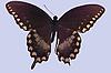 Box:1 Cork:18 Papilio troilus (L.)