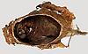 Box:7 Cork:3 Antheraea polyphemus (Cramer)
