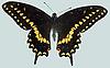 Box:9 Cork:3 Papilio polyxenes asterias Stoll