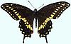 Box:9 Cork:4 Papilio polyxenes asterias Stoll