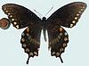 Box:9 Cork:6 Papilio troilus (L.)
