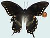 Box:9 Cork:8 Papilio troilus (L.)