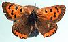 Box:9 Cork:13 Lycaena phleas americana Harris