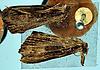 Box:100 Cork:49a Plathypena scabra (Fabricius)
