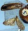 Box:100 Cork:73b Eupithecia miserulata Grote
