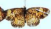 Box:101 Cork:6 Phyciodes tharos (Drury)