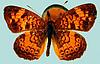 Box:11 Cork:2 Phyciodes tharos (Drury)