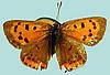 Box:11 Cork:14 Lycaena phlaeas americana Harris