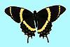 Box:17 Cork:4 Papilio garamas Geyer