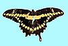 Box:18 Cork:1 Papilio cresphontes Cramer