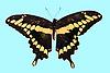 Box:18 Cork:2 Papilio cresphontes Cramer