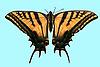 Box:26 Cork:3 Papilio multicaudatus Kirby