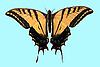 Box:26 Cork:4 Papilio multicaudatus Kirby