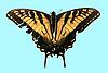 Box:26 Cork:10 Papilio alexiares Hopffer