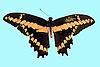 Box:28 Cork:5 Papilio thoas (L.)