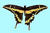 Box:28 Cork:6 Papilio thoas (L.)