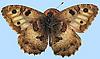 Box:44 Cork:15 Nymphalidae indet.