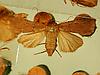Box:63 Cork:53 Lepidoptera
