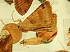 Box:64 Cork:44b Pyraustinae sp.