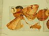 Box:64 Cork:75a Lepidoptera