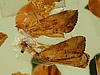 Box:65 Cork:175a Lepidoptera