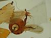 Box:65 Cork:177b Chrysopidae "Lacewing"