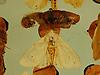 Box:65 Cork:191 Spilosoma virginica (Fabricius) with pupa