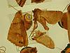 Box:67 Cork:491b Eupithecia sp.