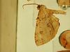 Box:67 Cork:530 Melanolophia canadaria (Guen�e)