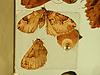 Box:67 Cork:534a Euphyia unangulata (Haworth)