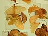 Box:68 Cork:600f Eupithecia miserulata Grote