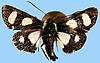 Box:83 Cork:29 Alypia octomaculata (Fabricius)