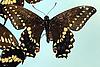 Box:86 Cork:1 Papilio polyxenes asterias Stoll