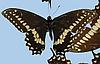 Box:86 Cork:2 Papilio polyxenes asterias Stoll