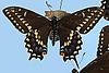 Box:86 Cork:3b Papilio polyxenes asterias Stoll