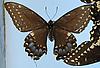 Box:86 Cork:4 Papilio polyxenes asterias Stoll