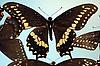 Box:86 Cork:6 Papilio polyxenes asterias Stoll