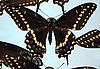 Box:86 Cork:8 Papilio polyxenes asterias Stoll