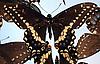 Box:86 Cork:9 Papilio polyxenes asterias Stoll