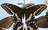Box:86 Cork:10b Papilio polyxenes asterias Stoll